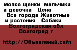 мопса щенки -мальчики и девочки › Цена ­ 25 000 - Все города Животные и растения » Собаки   . Волгоградская обл.,Волгоград г.